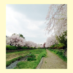 小金井市が桜にこだわる理由があった！