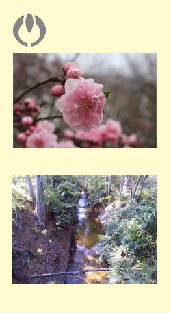 多摩川上水と桜の花