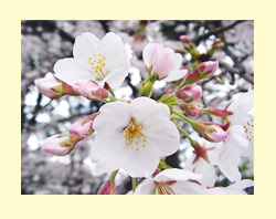 桜の花：ソメイヨシノ